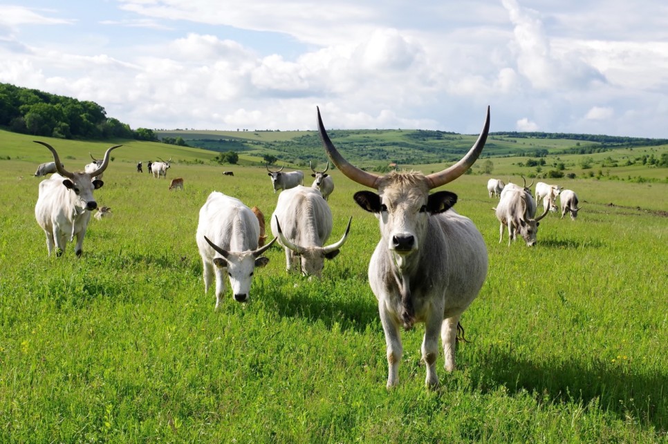 Autenticitate, liniște și turism cu sens
