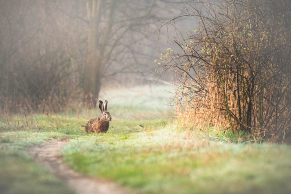 Nistrul de Jos – patrimoniu natural de importanță internațională