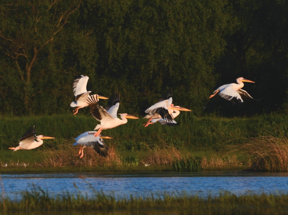 Nistrul de Jos – patrimoniu natural de importanță internațională