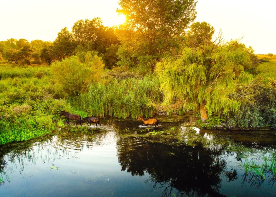Un ecosistem unic în inima Deltei Dunării