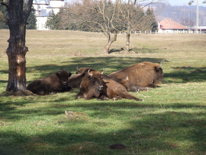 Vama Buzăului, Brașov