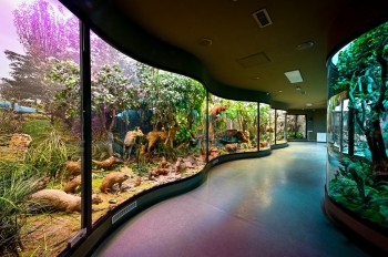 Muzeul Național Brukenthal, Sibiu