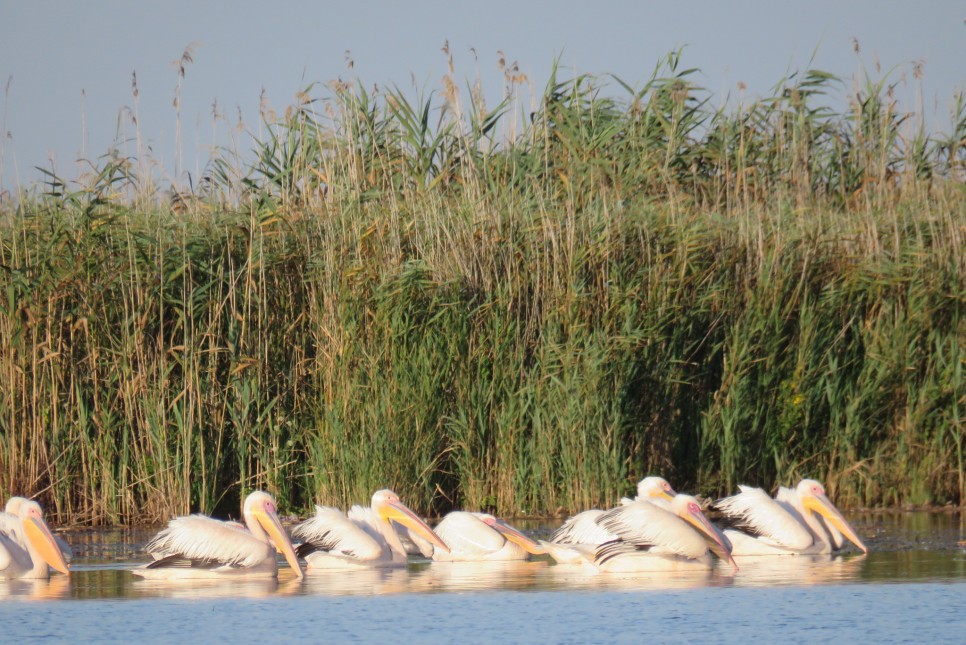 Plaja Sălbatică și Farmecul Deltei Dunării